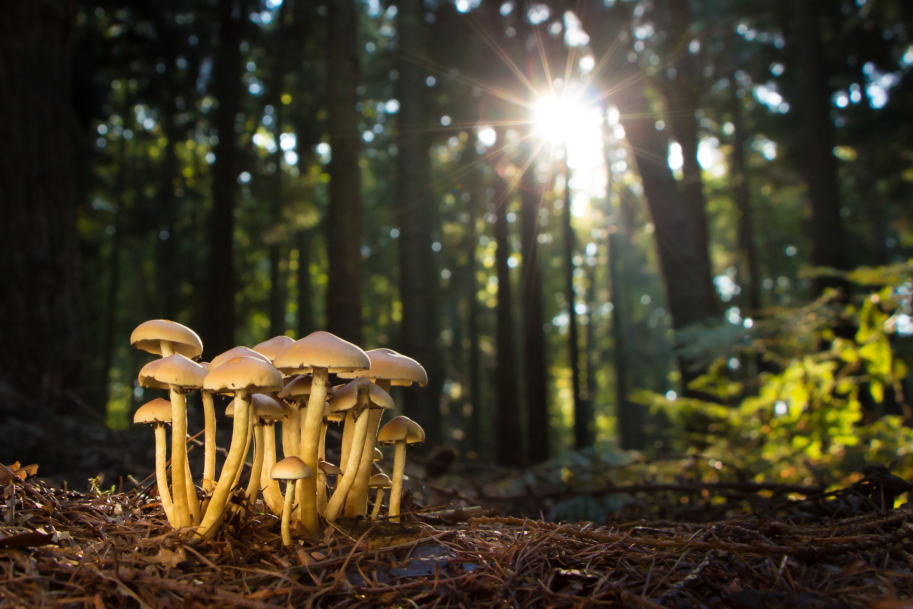 Mushrooms and Fungi